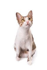 Cute Cat is Sitting on a White Background and Looking up