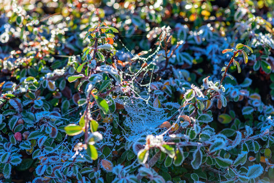 Frost