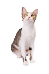 Cute Cat Sitting on a White Background and Looking up