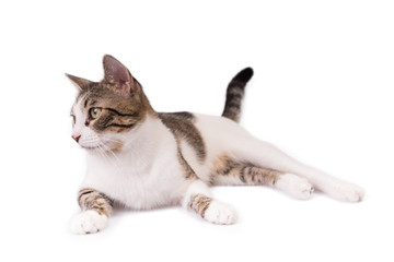 Cute Cat Lying on a White Background and Looking Aside