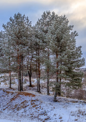 The grove of young pines in winter