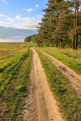 Dirt road along a pine forest in the spring