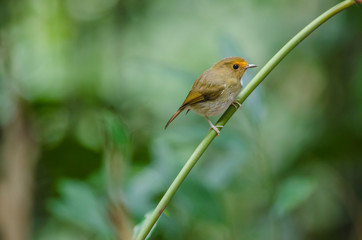 Rufous-browed Flycatcher perch on branch