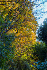 Yellow leaves of ginkgo at japan