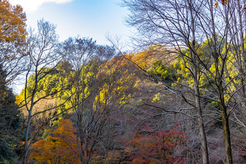Yellow leaves of ginkgo at japan