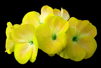Fototapeta na wymiar Flower yellow geranium. Isolated on a black background. Close-up. without shadows. For design. Nature.