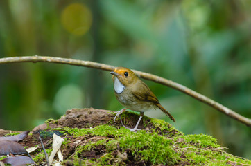 Rufous-browed Flycatcher (Ficedula solitaris) perch on branch