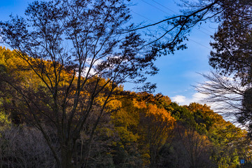 Yellow leaves of ginkgo at japan