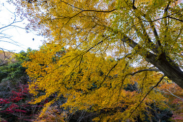 Yellow leaves of ginkgo at japan