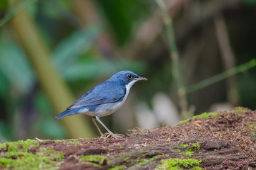 Siberian blue robin (Luscinia cyane)