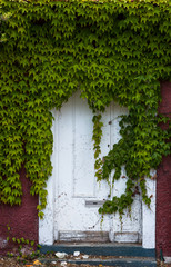 Fototapeta na wymiar Ivy creeper plant growing over door of abandoned building