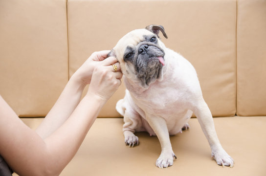 Cute Pug Dog With Ear Picking For Cleaning From Owner