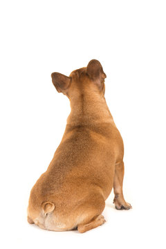 Sitting french bulldog dog seen at its back looking up isolated on a white background