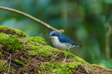 Obraz premium Siberian blue robin (Luscinia cyane)