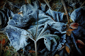 Raureif auf Pflanzenblatt