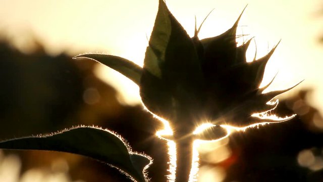 Sunset Behind Pretty Field Of Sunflowers. Camera tilts upwards to reveal silhouette sunflower head