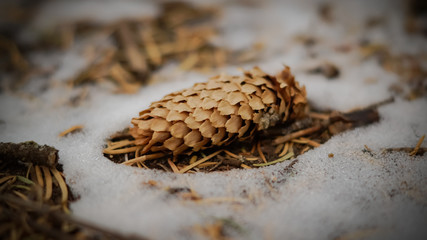 Pinecone in the snow 