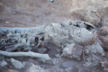 Skeleton