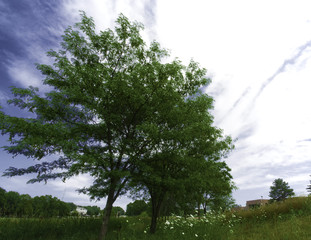 Fototapeta premium Summer afternoon