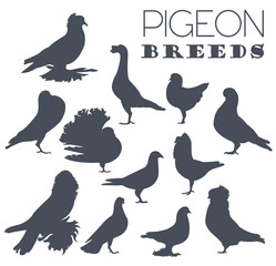 Poultry farming. Pigeon breeds icon set. Flat design