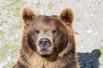 Muzzle of a brown bear closeup