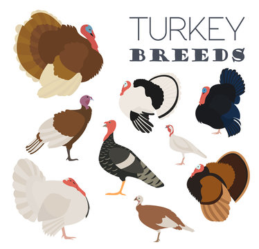 Poultry farming. Turkey breeds icon set. Flat design