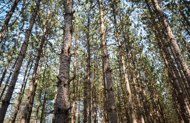 Tionesta Lake and Dam