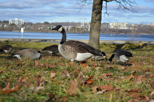 Canada Geese in Ottawa