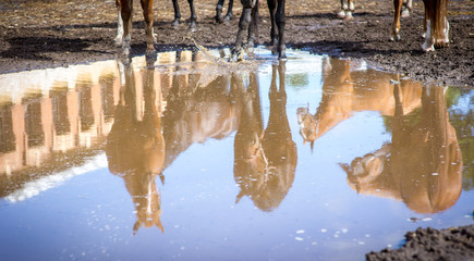 Reflection herd of mares and the blue sky in a huge puddle