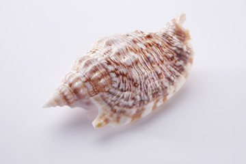 sea shell