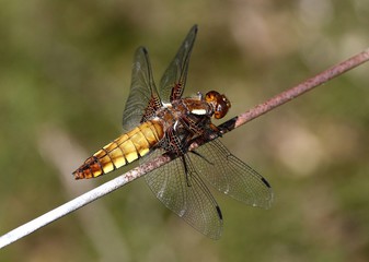Female European Broad-bodied Chaser / Darter dragonfly (Libellula depressa)