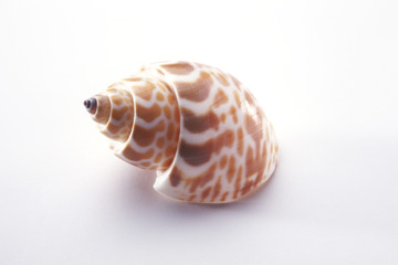 sea shell