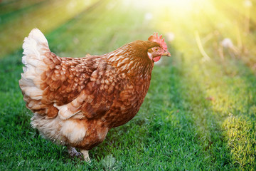 Rooster in green field.