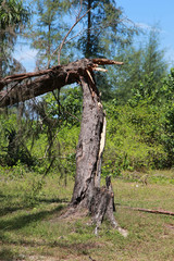 broken tree