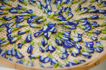 Sun dried butterfly pea flowers to make tea