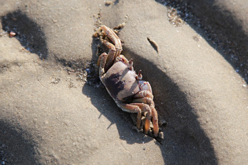 Crab in the beach