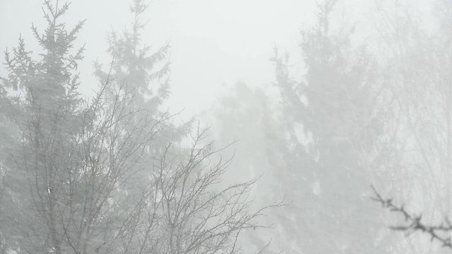 Large snowflakes falling during a winter storm in a woodland rural