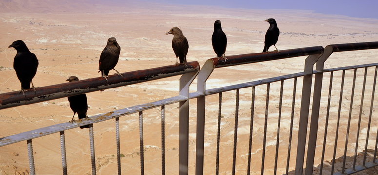 Kolkraben auf der Festung Masada