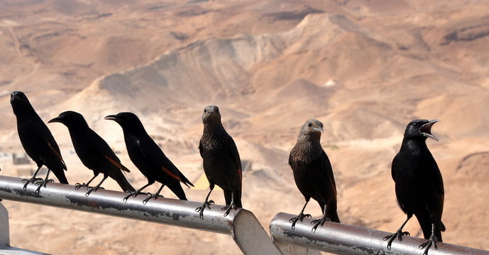 Kolkraben auf der Festung Masada