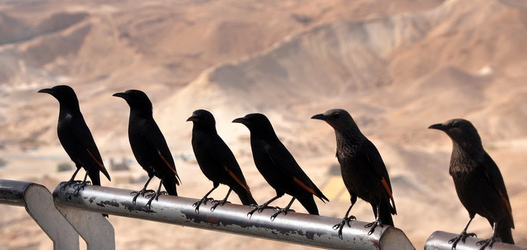 Kolkrabe auf der Festung Masada