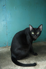 Fototapeta na wymiar Bangkok street wild cat 