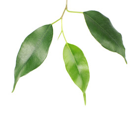 Green leaves, isolated on white