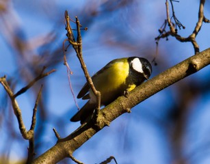 Kohlmeise sitzt auf einem Baum 