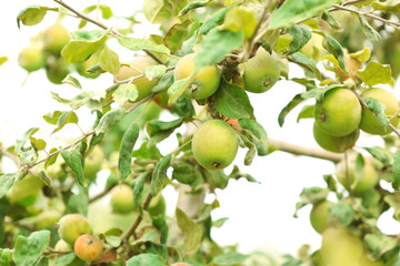 Small green apples on tree, close up