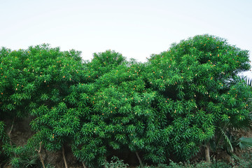 Shrub with beautiful flowers on a sky background