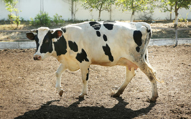 Cow grazing on farm