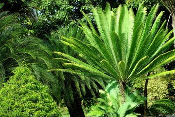 Pygmy date palm tree the forest garden.