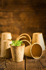 Potted seedlings growing in biodegradable peat moss pots. Selective focus
