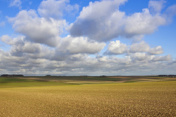 agricultural vista