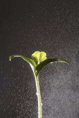 rain fall on plant